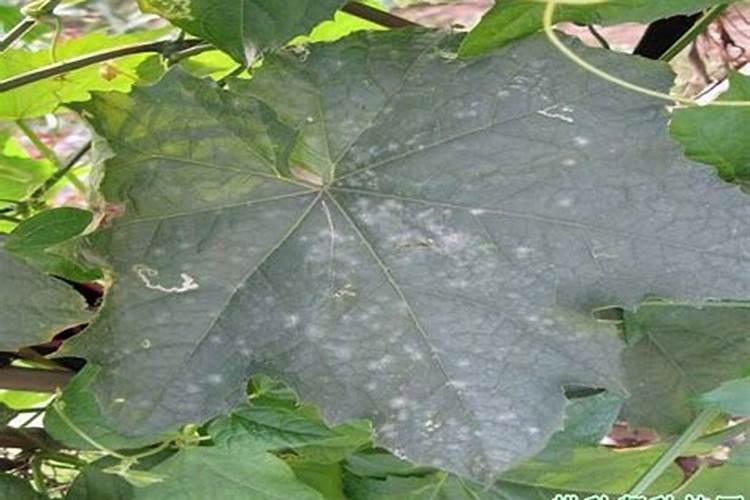 种植丝瓜白粉病有几种防治措施？