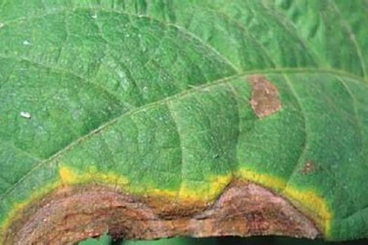 揭秘日光温室菜豆角花叶病：症状识别与综合防治策略