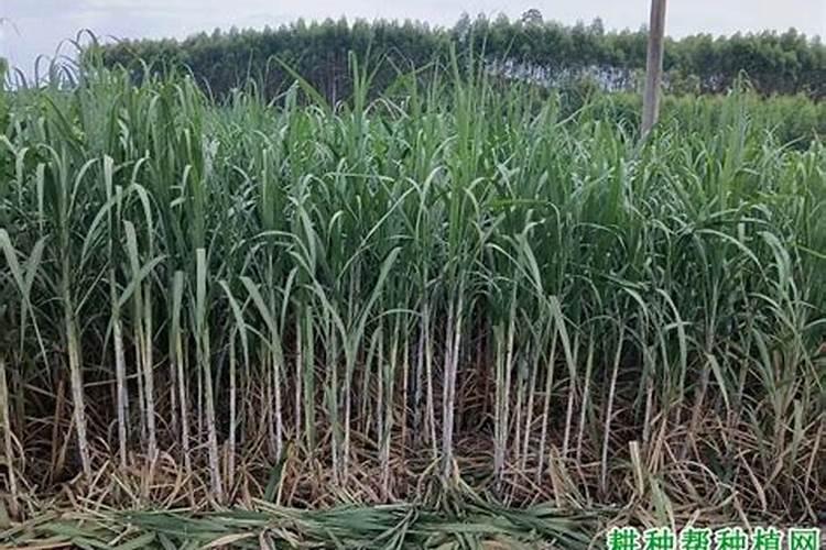 甘蔗如何预防热带风暴危害？