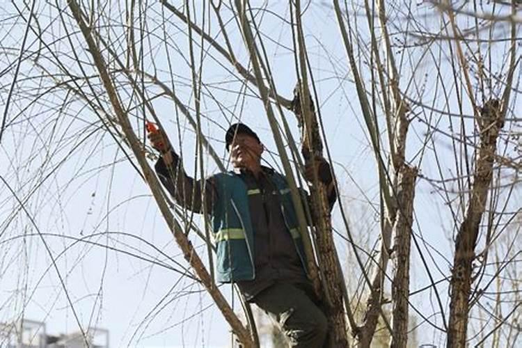 三年杨树修剪指南：塑造理想形态，助力健康成长