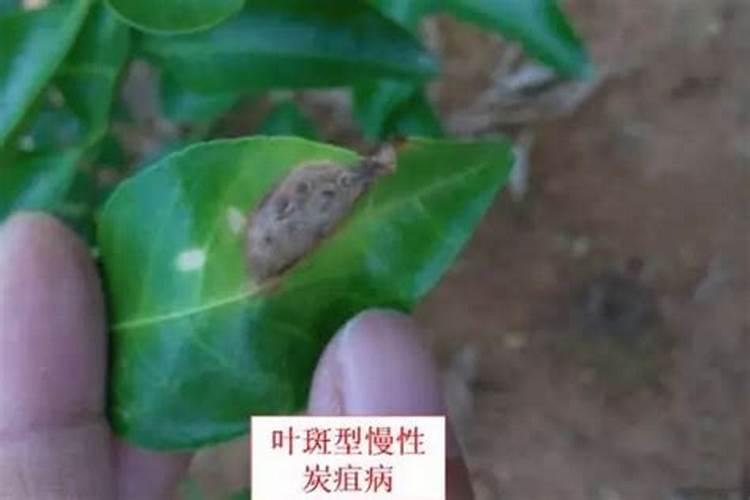战胜果园小敌：有效防治沙糖桔枝条内的小虫