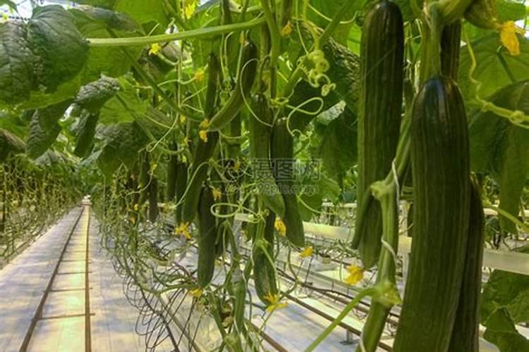 磷肥是农作物的重要肥料之一,怎样施用磷肥才能提高养分利用率？</p><p>磷肥应早施、集中施、分层施研究表明，农作物在苗期时对磷肥的吸收速度最快，吸收量也最大，一般能够占到整个生育期需磷总量的一半左右，所以磷肥一定要早施。如果农作物出现苗期缺磷的情况，即使后期磷肥供应充足，也很难挽回缺磷造成的损失。磷肥最好混合氮、钾肥一起施用磷肥和氮肥有相互补充、相互。</p><p><h3 ext>2、磷肥的施用方法及注意事项
