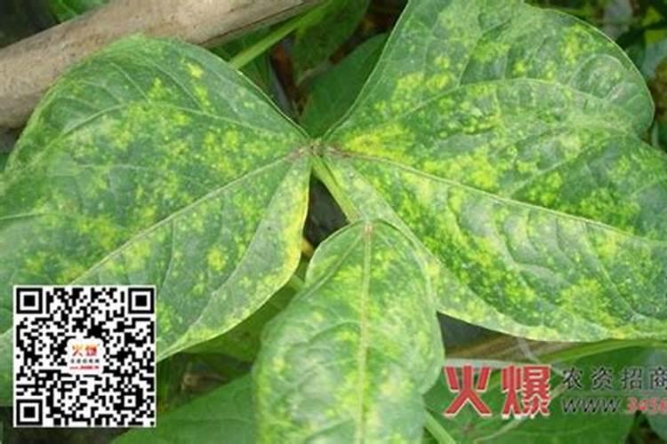 守护绿色防线：策略与行动避免蔬菜病虫抗药性