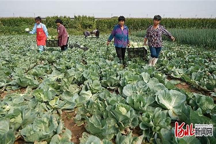 甘蓝采收时应注意哪些问题？
