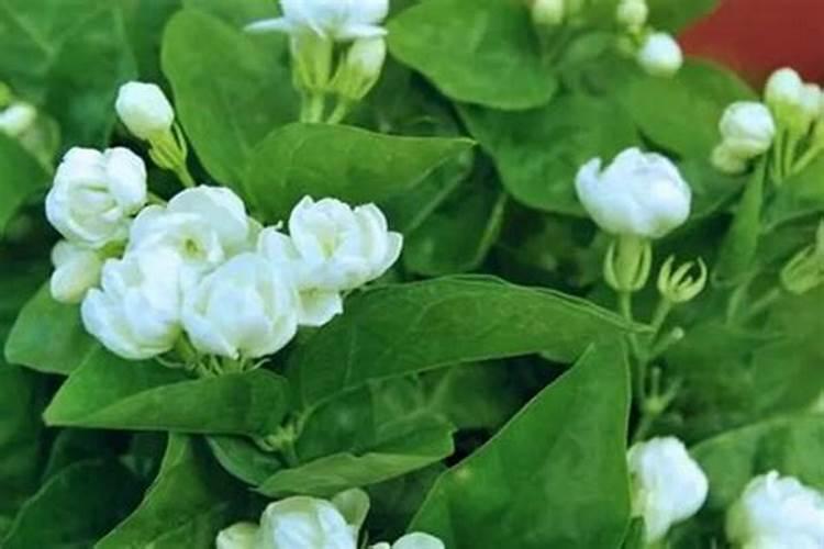如何避免茉莉叶片干青？