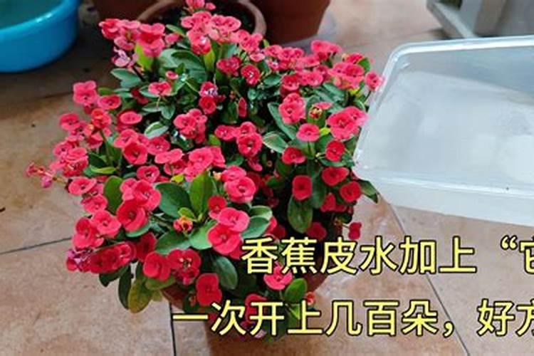 用氮肥浇花一次用多少根叶子？
