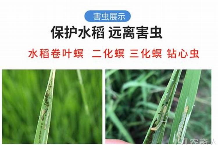 水稻二化螟三化螟用什么防止啊？