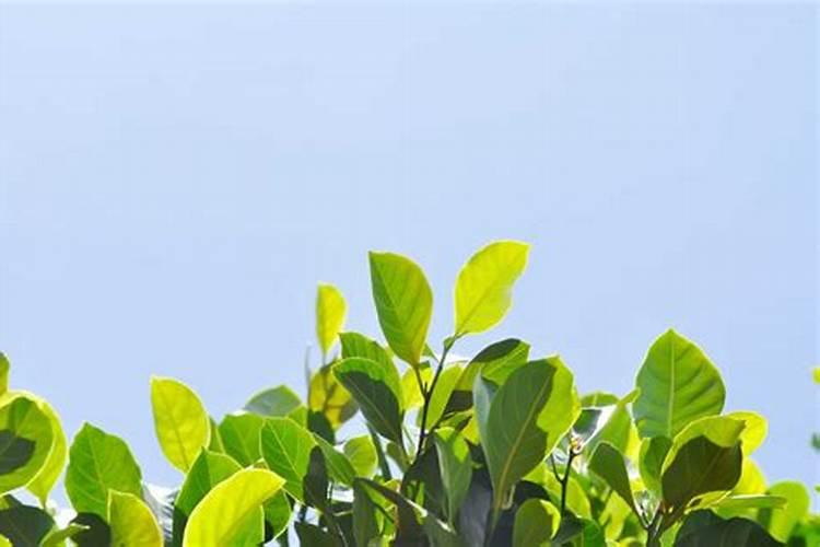 葡萄园的守护者：合理使用农药确保果实累累