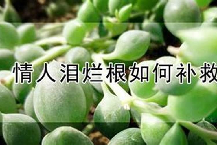 情人泪烂根如何补救