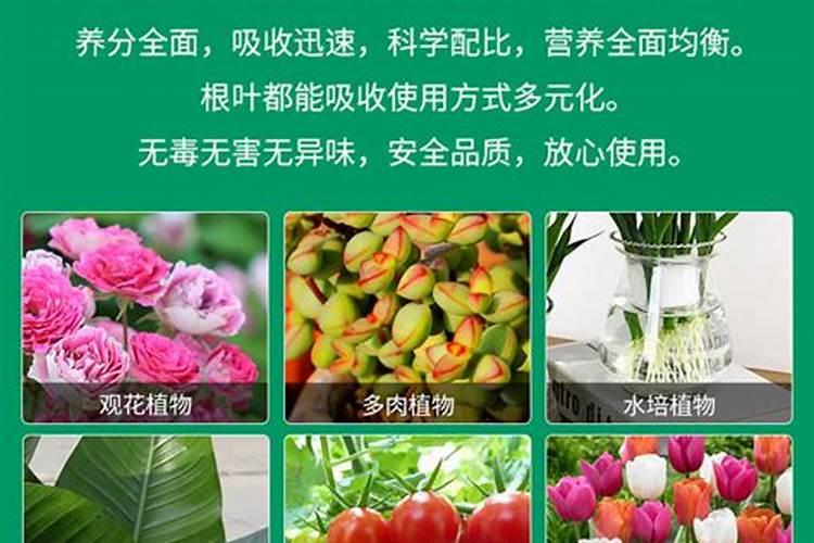 花卉叶面肥怎么配比最好？