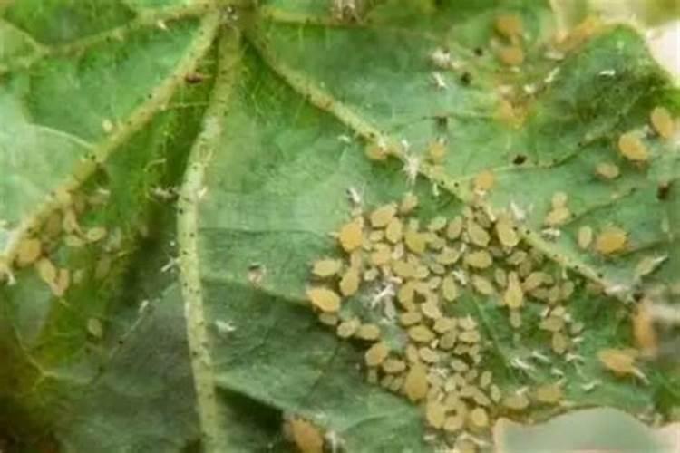 春播病虫防治：确保丰收的关键步骤