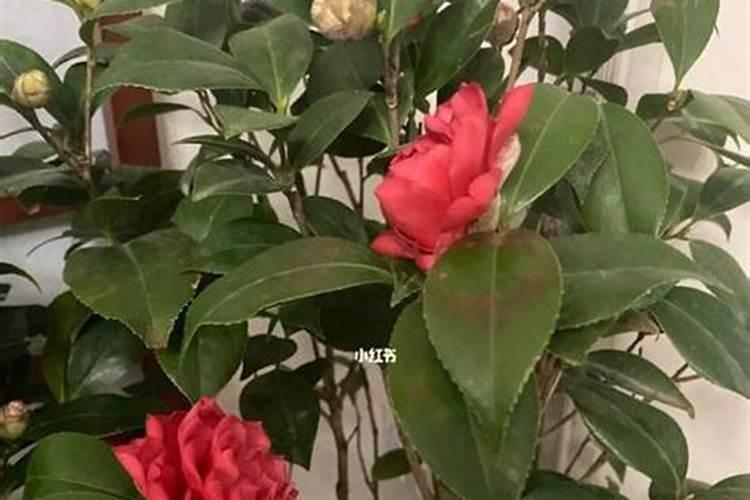 揭秘茶花繁殖的奥秘：从新手到高手的详细指南