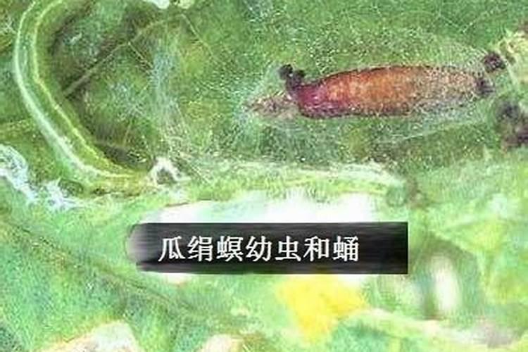瓜绢螟危害极大,有什么好的防治方法？