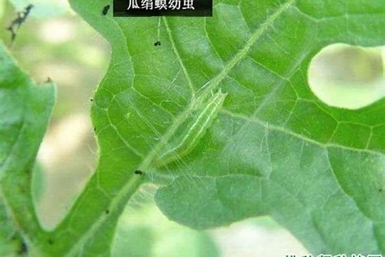 瓜绢螟如何防治？