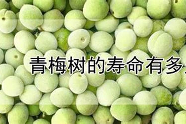 青梅的修剪技术要点青梅养殖需要注意什么