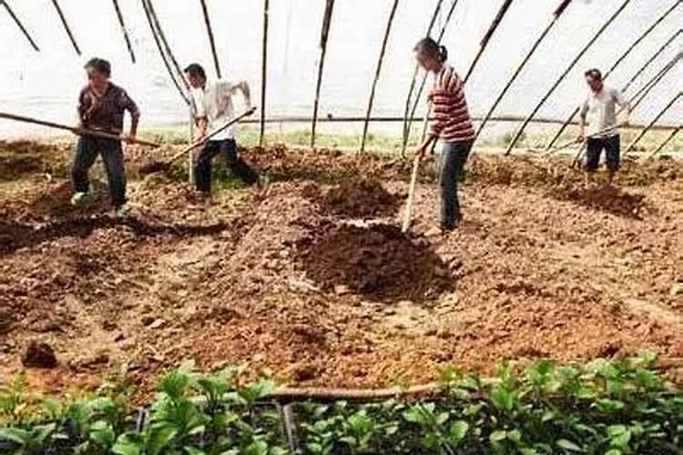 大棚蔬菜、果园使用未处理鸡粪极易造成哪些灾害？