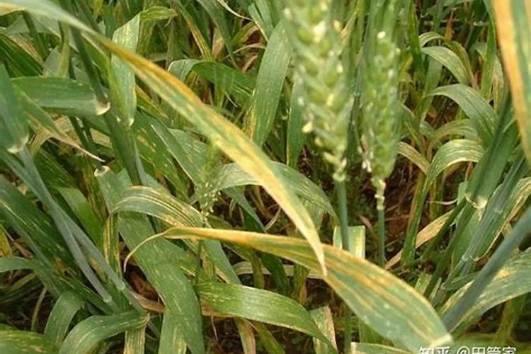 田野的隐形杀手：揭秘小麦虫害特性及农药防治策略
