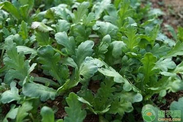 大叶茼蒿如何种植？