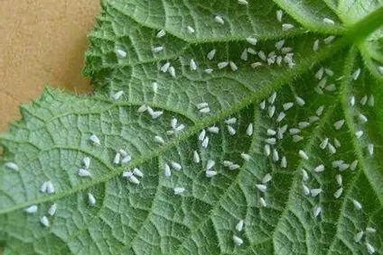 温室黄瓜白粉虱防治新精要