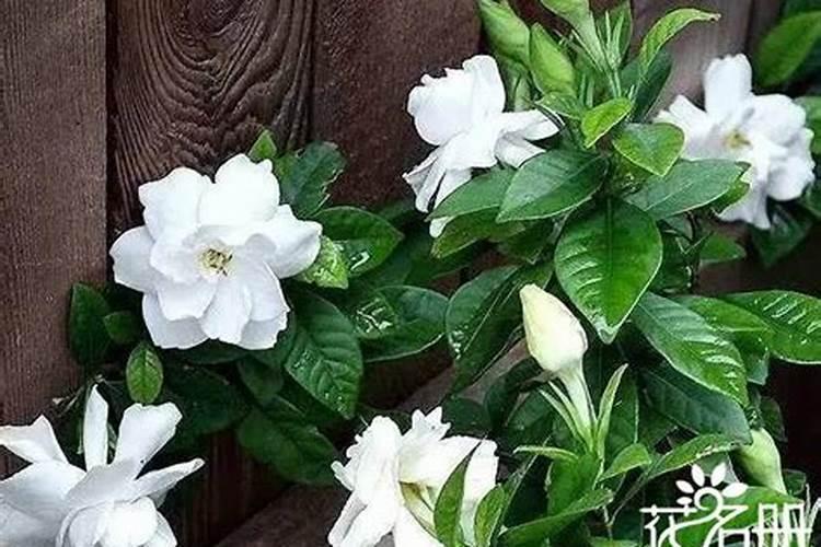栀子花叶子发黄怎么办，栀子花叶子发黄原因和解决办法？