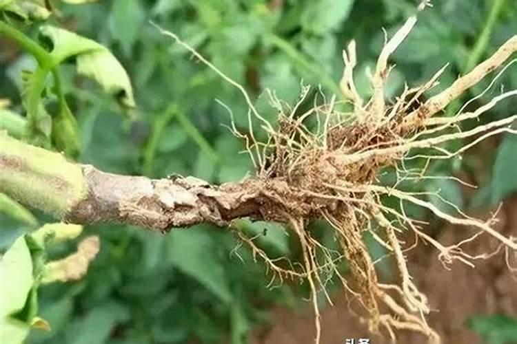 黄芩茎基腐病的防治策略：从理论到实践