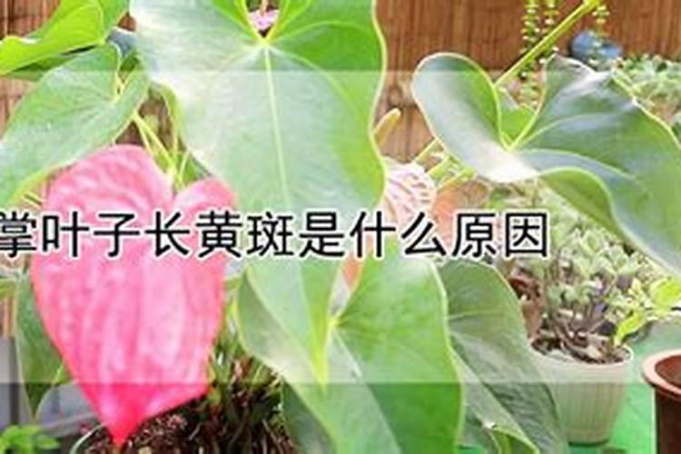 红掌初春叶子上长黄斑是什么原因？