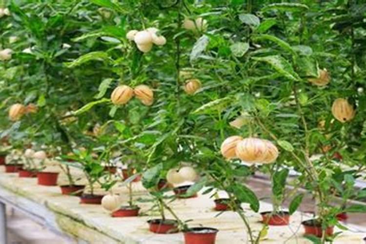 揭秘人参果的高效种植管理与关键注意事项