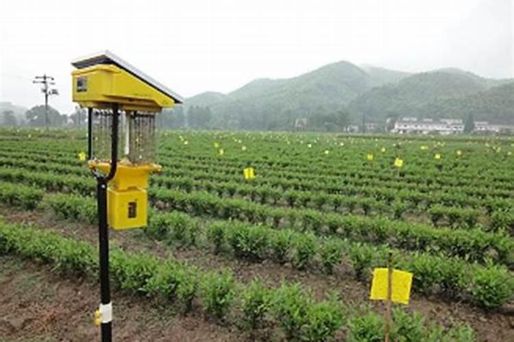 绿色农业的双翼：设施果菜害虫绿色防控与熊蜂授粉技术