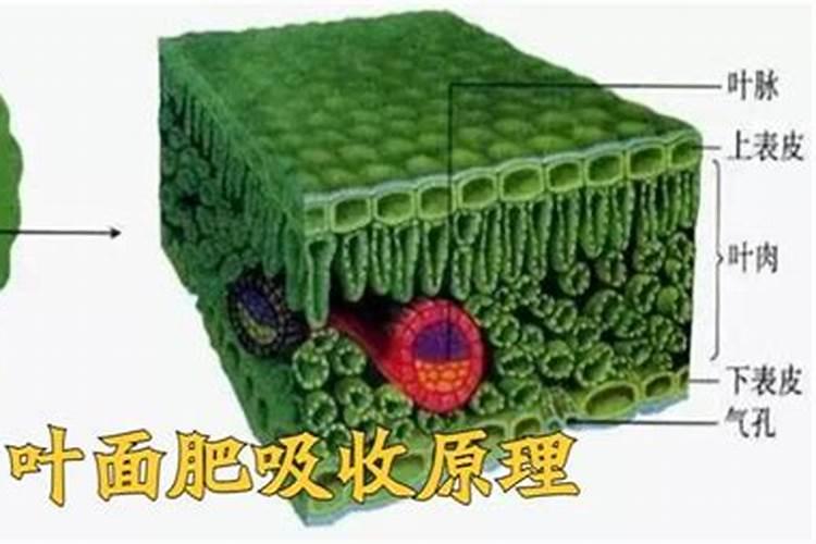 生多素叶面肥作用