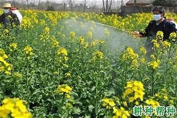 田间困惑解码：探究农药喷施效果不佳的六大原因？