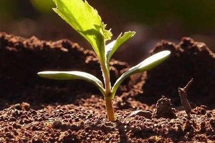 请问老师微生物菌肥多有那些？