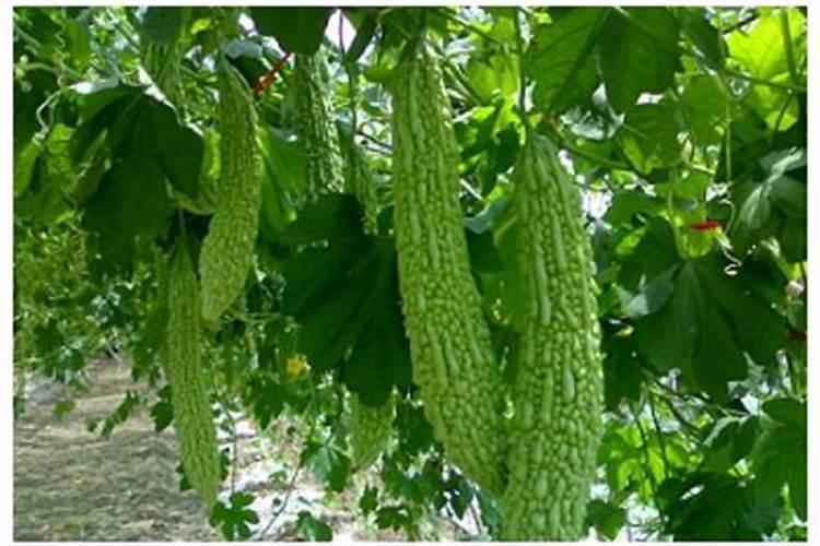苦瓜后期管理：科学施肥策略