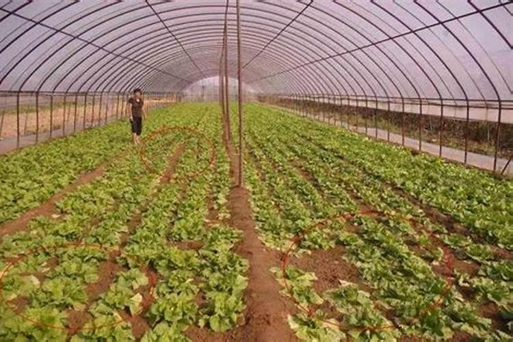 玉米施磷肥过多的坏处有哪些危害？
