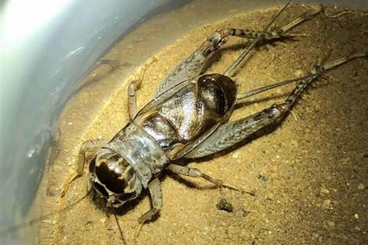 蟋蟀克星：揭秘小鸣虫的天敌与防治秘籍
