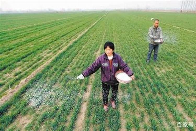黄柏什么时候施肥满地撒肥好？
