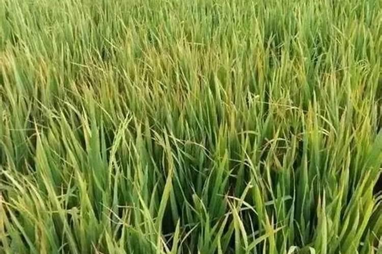 水稻红叶尖的原因是什么？