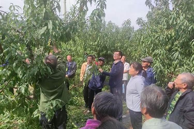 秋季守护：采果后至落叶前梨园病虫害防治策略