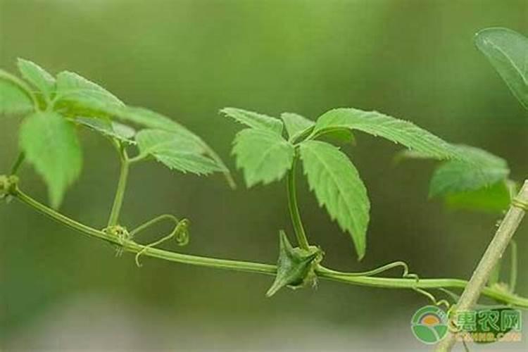 揭秘绞股蓝的绿色种植之旅：从土壤到收获