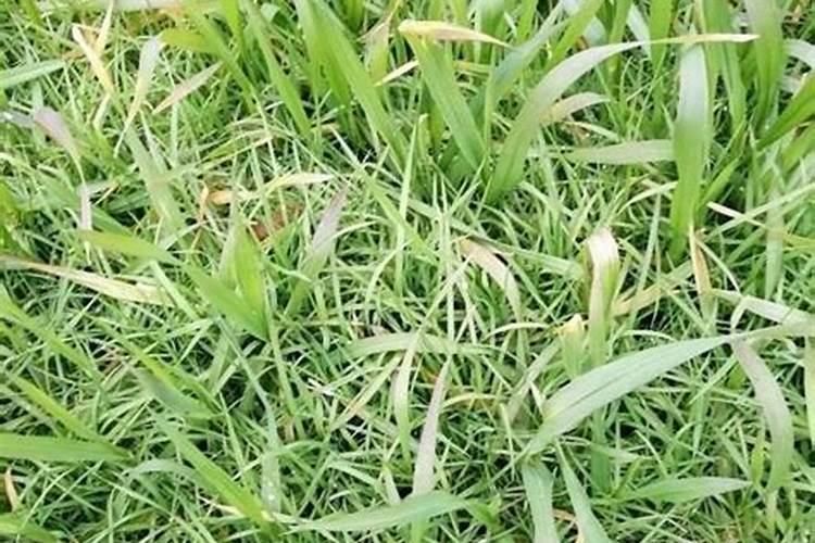 麦田杂草发生特点及防除方法？