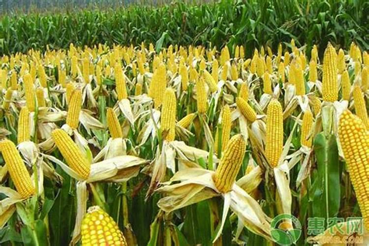 如何提高玉米产量？玉米增产5大措施汇总一览