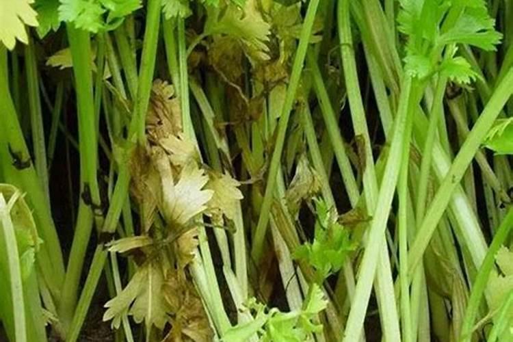 防治芹菜腐烂病：用药须知与实践指南