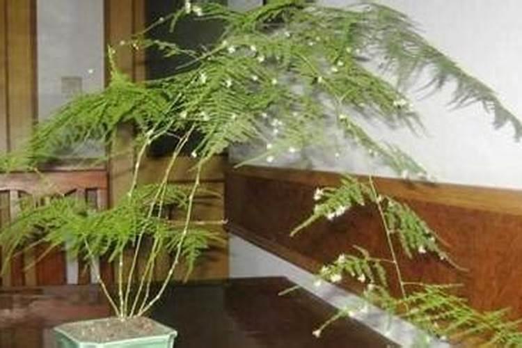 文竹繁殖秘籍：掌握关键步骤与注意细节