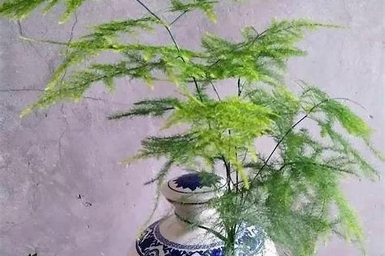 文竹怎么繁殖,文竹的繁殖方法和注意事项