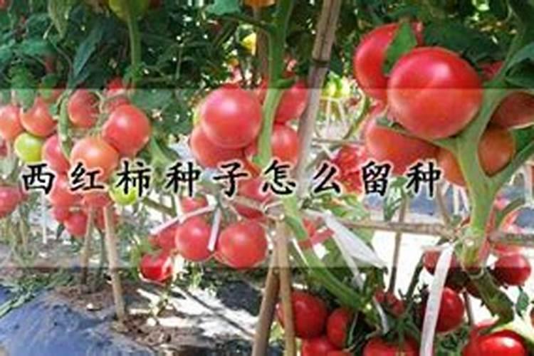 西红柿留种方法？
