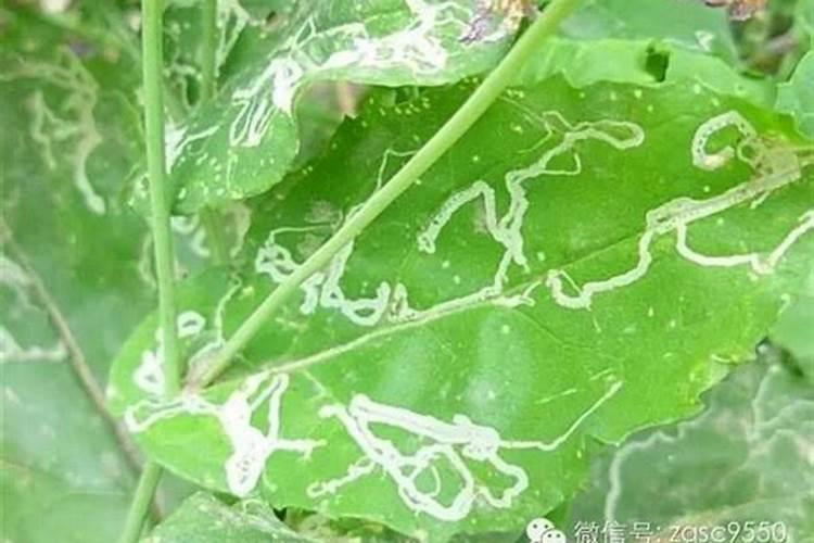 揭秘：有潜叶蝇病的蔬菜，我们该如何选择？