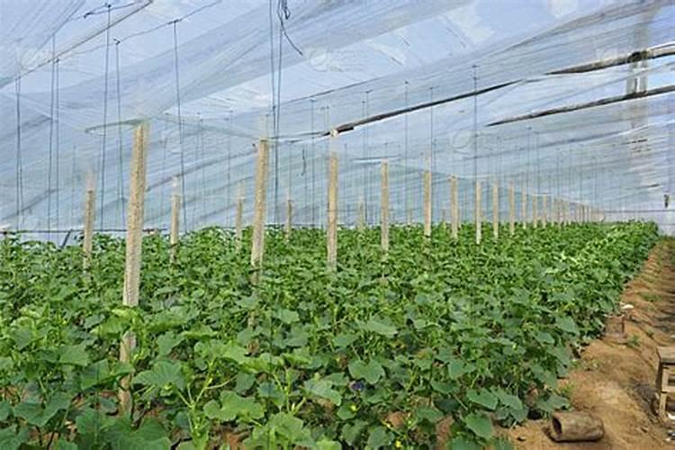 甜瓜冬春茬的温室栽培技术揭秘