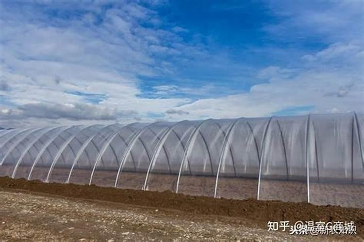 粉尘农药：大棚蔬菜种植的理想选择
