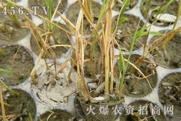 战胜水稻立枯病：有效防治策略与药剂选择