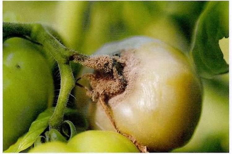 战胜番茄灰霉病：策略与实践