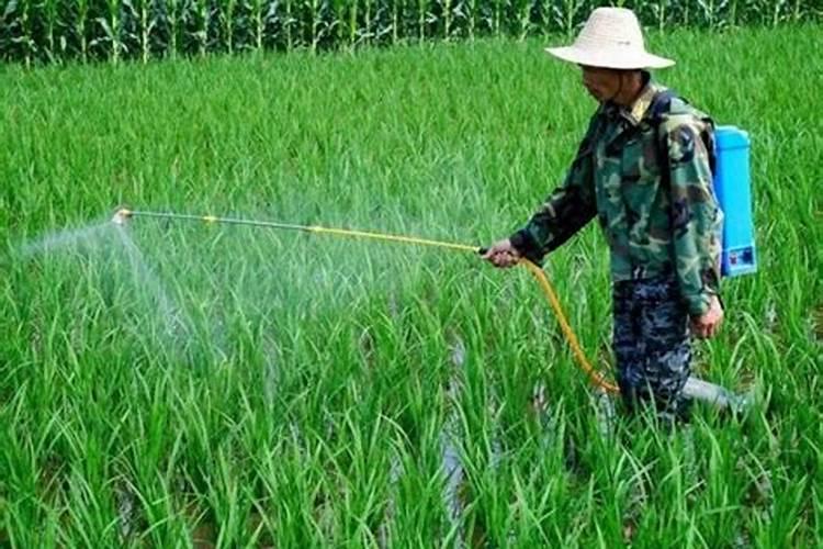 大葱田除草剂的正确使用与注意事项